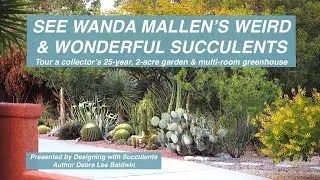 See Wanda Mallen's Weird & Wonderful Succulents