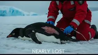 5 Simple Tricks to SAVE Penguins in Distress