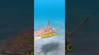 Ever Wondered How Sea Turtles Navigate Across Oceans? 🌊🐢