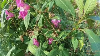 Bumblebees on Impatiens glandulifera