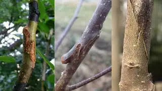 Whip and Tongue Grafting: The Key to Successful Pear Tree Grafting Revealed