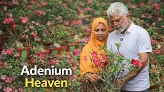 Adenium Heaven 🌸 | Kunnamkulam Garden Tour | Kerala Beautiful Garden