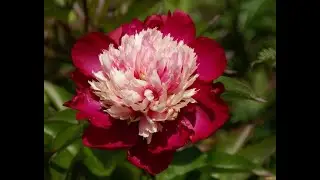 Пион1 #Paeonia1 Garden #flowers165 Декоративные растения