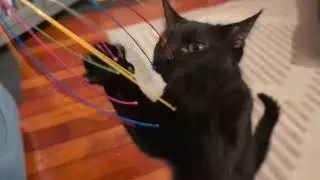 Domestic Nature: The Bombay House Cat
