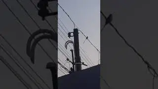 ave de rabo longo visita os fios .
