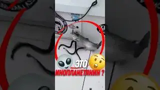 🧛 Кровосос без челюстей!