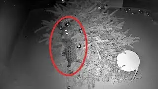 NIGHT ANTICS OF A BOBCAT LUNA / Lynx toppled the christmas tree