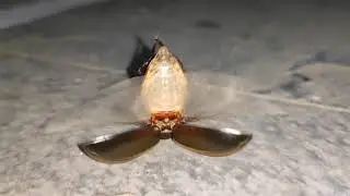 Great Diving Beetle (Cybister lateralimarginalis)