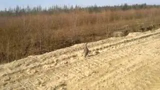 самка глухаря на дороге. весенний ток.