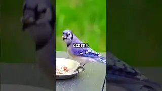 The Secret Lives of Blue Jays: Unusual Insights Explained