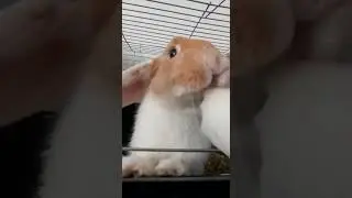 Myszorek bunny eating chicory full