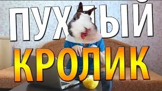 CHALLENGE ПУХЛЫЙ КРОЛИК