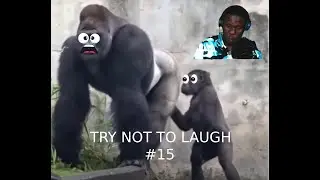 TRY NOT TO LAUGH #15