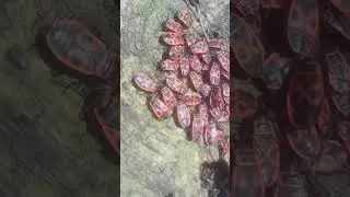 Springtime, colony of Firebugs / Весна, появились клопы-солдатики /#shorts