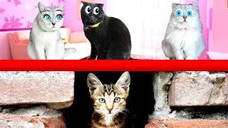 Полная История СПАСЕНИЯ котёнка ЧИКА! Подряд 4 серии
