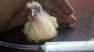 how to feed a baby pigeon