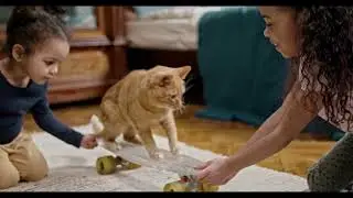 Смешные коты и не только