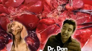 Why I Recommend HEARTWORM preventive medicine as a VET