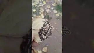 Extraña Figura En Las Hojas Caídas De Álamo
