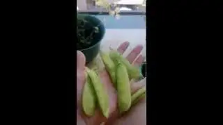 Огород на балконе. Собираем горох.