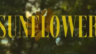 Sunflower | 4K Cinematic Short Film