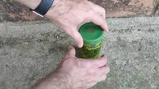 Medieval remedy. Oli de cop .Saint John's wort. Hipericum perforatum..