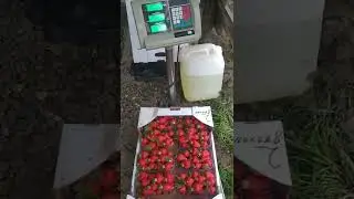 сборы клубники после ливня 6 мая