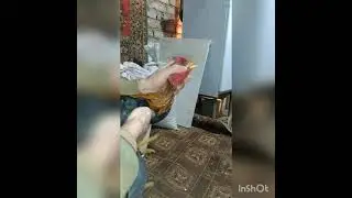 вакцинация от чумки ла-сота