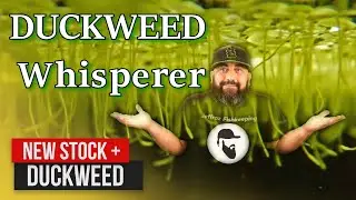 is Duckweed in every Aquarium