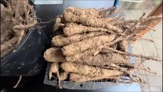 山药长得没有买的长，终于知道原因了！