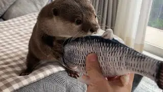 otter that reacts unexpectedly to moving fish