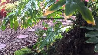 hummingbird.m4v