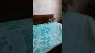 Котята Бенгальские ДР 14.04.22 _2видео