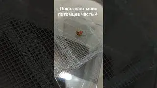 показ всез моих питомцев 4 чась