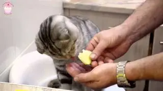 Кот - Гурман! Для любителей кошек!