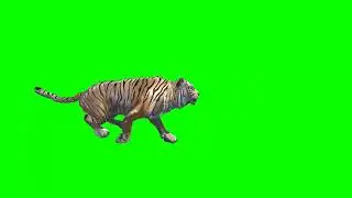 Tiger Run Green Screen Video Footage Free 