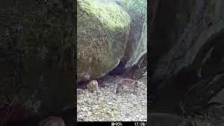Zorros 🦊🦊 buscando comida en el 🌲🌲🌲 bosque #nature #fox #zorro #bosque #forest #invierno