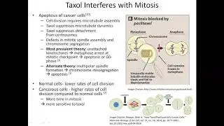 Taxol / Paclitaxel - Chemotherapy Drug