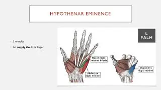 Muscles of the Hypothenar Eminence in 1 Minute