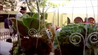 JAULITAS