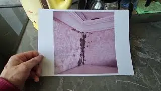 Как выглядит грибок в квартире (при промерзании панели и кровли)