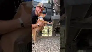 He’s still learning that the leash isnt a toy 😂 its so awesome seeing these guys socialize and