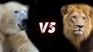 БЕЛЫЙ МЕДВЕДЬ против ЛЬВА ! КТО СИЛЬНЕЕ ?