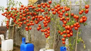 Growing Tomatoes Has Never Been Easier, Producing Lots Of Delicious Fruit