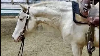 Misty, Chincoteague mare