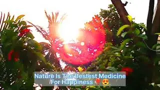 😇🌺🌿सूर्य देव की किरने डालियो से खेल रही हैं Beautiful Nature #peaceofmind  #naturelovers #relaxing