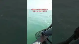 MUSIMNYA BABON BARRAMUNDI. MUARA MENCO DEMAK