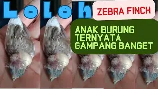 part 1❤️ merawat anakan burung zebra finch/loloh sendiri/emprit/anakan/hand fedding