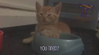 Komik Kediler (Fuuny Cats Video)