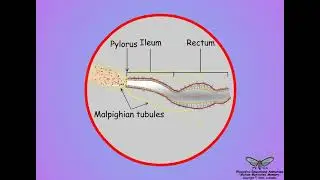 15 Insect Malpighian tubules and hindgut structures